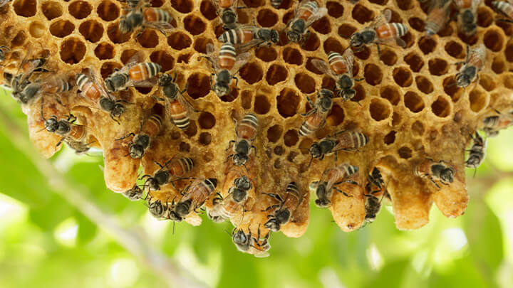 Bees on a hive